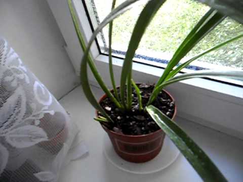 Video: Mis on oncidium-orhidee: teave Oncidium-orhidee hooldamise kohta