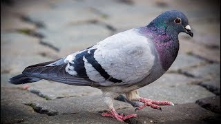 Dr. Joe Schwarcz: The link between bras and carrier pigeons