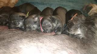 New born (Dev) Giant Schnauzer puppies pepper abd salt