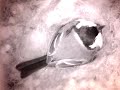 Birdcam_2010-04-20_07-08-23.avi