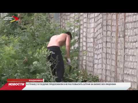 Опасный сорняк