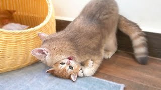 A cute kitten tried to wiggle out of its mother's hug and attack her, receiving playful smacks