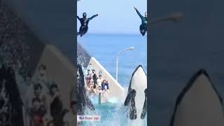 Orca (Killer Whale)  🐋 mesmerising show