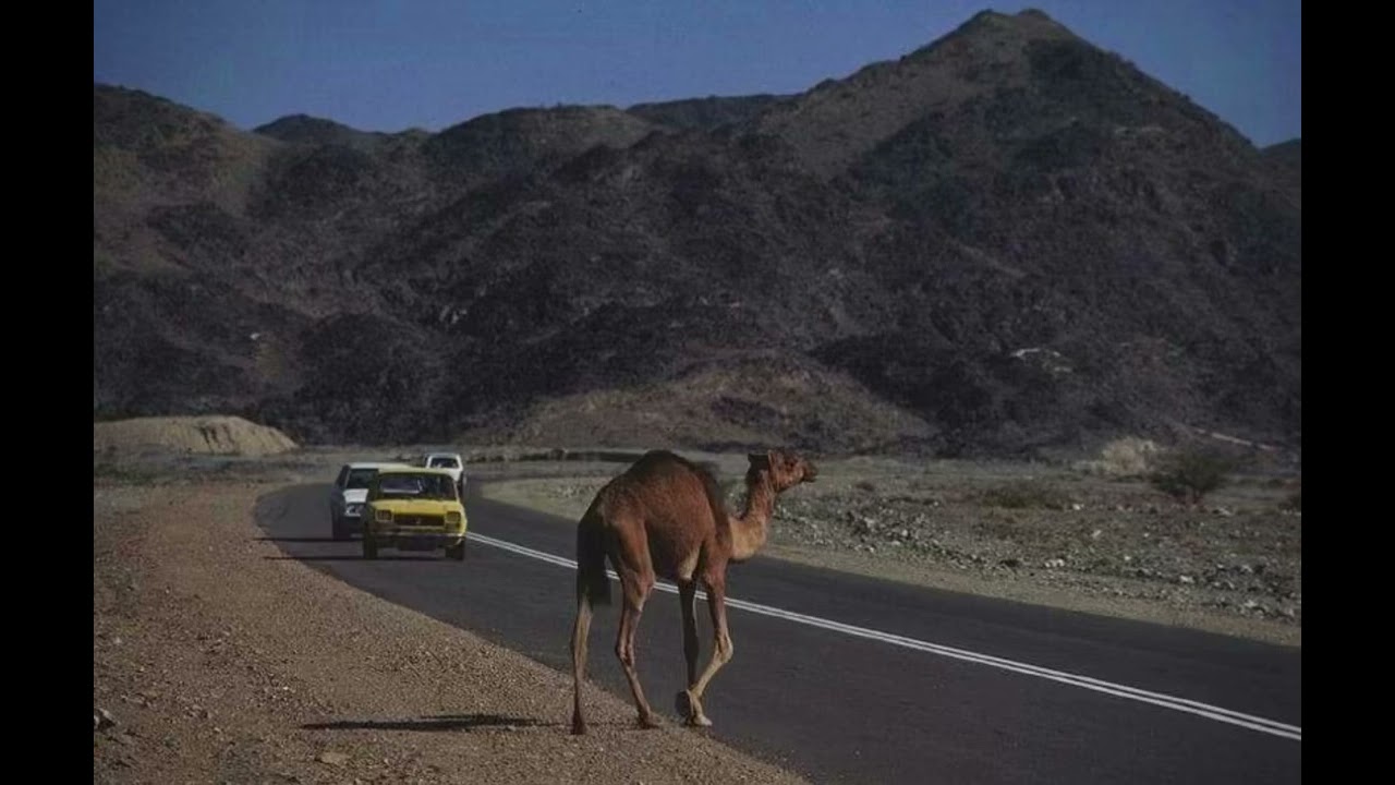 سُـورة المُؤمِنُون | عـلي عبدالله جـابر 🌱 .