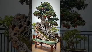 Fusion of trees and stones, rich fruits, jungle, multi-featured collection of firethorn