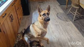 German Shepherds Are So Easy To Train. Smart Dog!