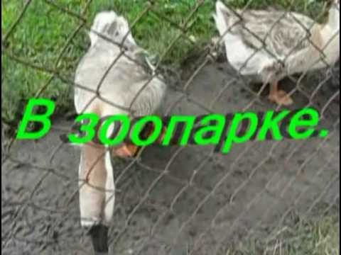 Video: Zoo sa Klaipeda