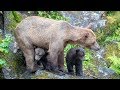 Wrangell, Anan Wildlife Observatory with www.alaskaupclose.com