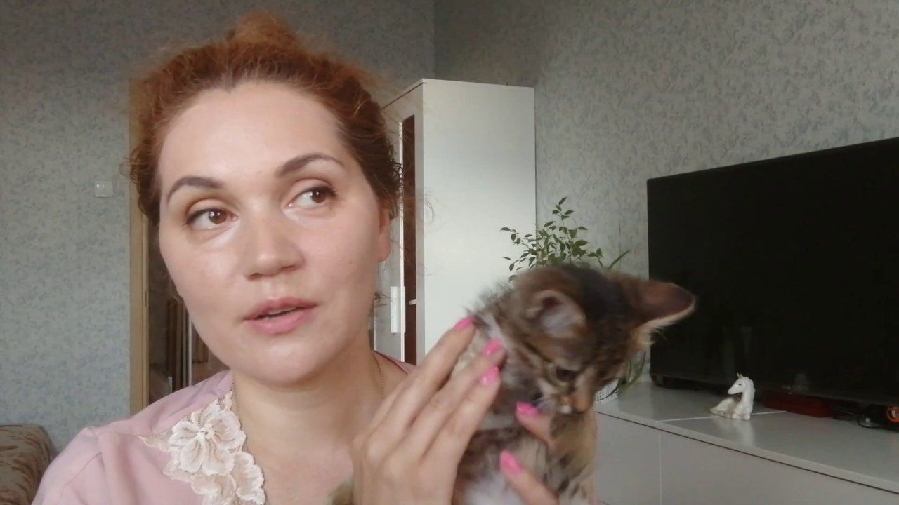 Животное в самолёте. Правила перевозки.
