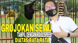 CUCAK IJO GROJOKAN SEWU