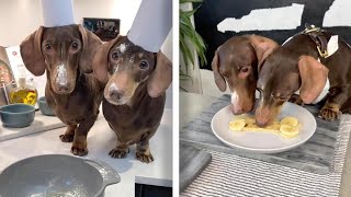 POOCHES MAKES PANCAKES | Dachshunds Make Dog-Friendly Pancakes Pancakes But For Dogs