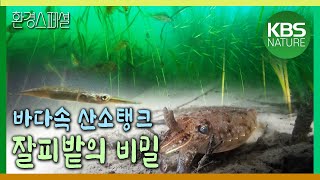 해양식물의 베이비시터 잘피밭 [환경스페셜-바다의 숲 잘피 1편 생명을 품다] / KBS 20121024 방송