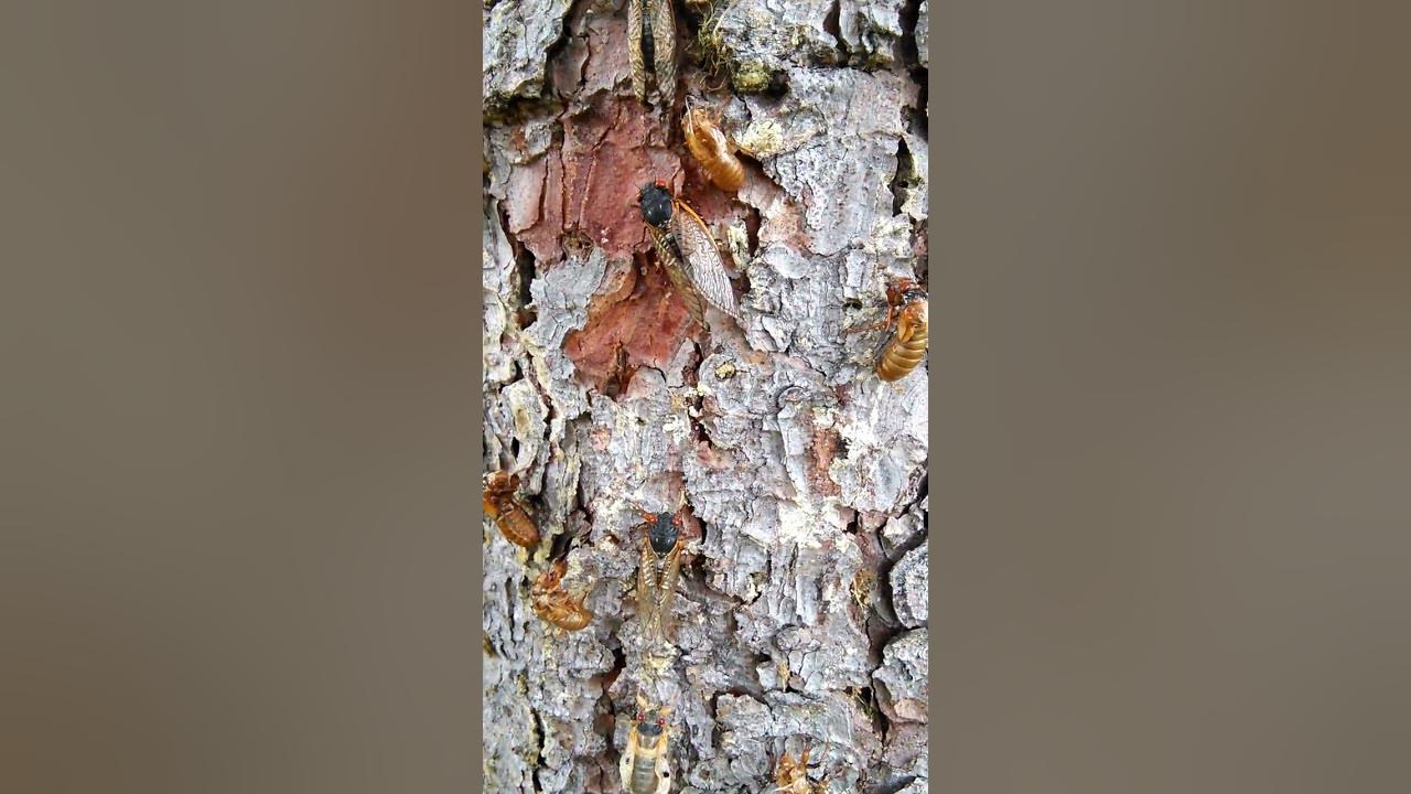 Cicadas in Pennsylvania YouTube