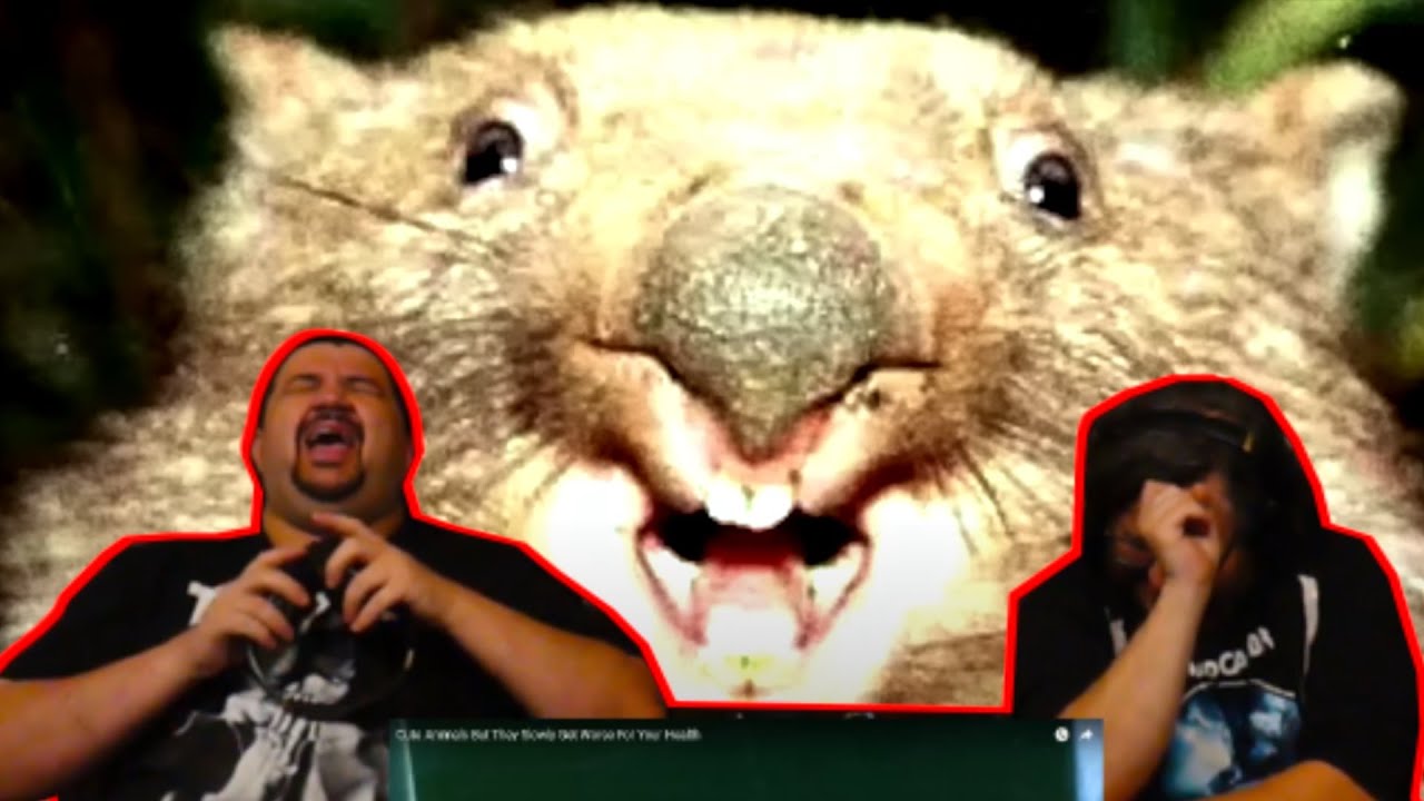 Cute Animals But They Slowly Get Worse For Your Health - 