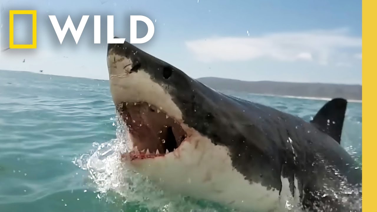 🔴 LIVE: Deep Sea Predators | Sharks Attack 360 Full Episodes | National Geographic – Documentary