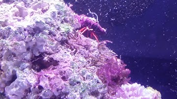Hermit crab in marine tank