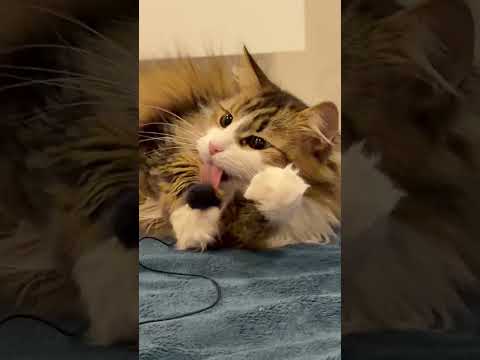 Домашние играшки #кошкавдоме #кошка #кошкаиграет #мята #рек #топчик