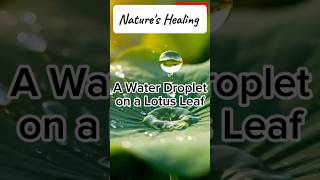 Pure Nature: Water Droplet on Lotus Leaf🌿🌷
