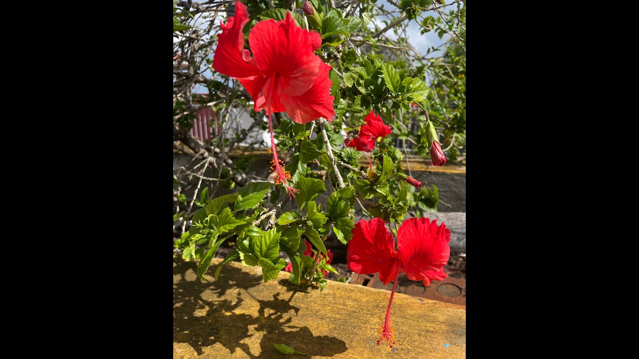 Accessible Travel in St. Croix, USVI | Buccaneer Beach & Golf Resort Tour