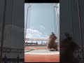 Animals play the sport of weight throwing #cute #viralvideo