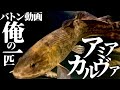 【俺の一匹】アミアカルヴァ