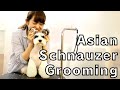 ドッグダイヤモンド ミニチュアシュナウザー トリミング動画 解説   Miniature schnauzer grooming