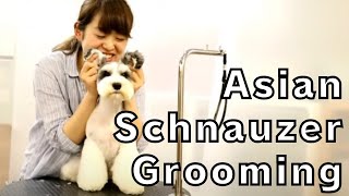 Miniature Schnauzer cut commentary　Japanese style cute grooming (English subtitles)