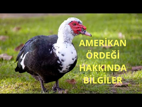 Video: Misk ördeği Hakkında Bilmeniz Gerekenler