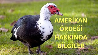 Amerikan Ördeği Fıs Fıs Ördeği Misk Ördeği Hakkında Herşey