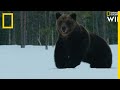 Les capacits dadaptions des ours bruns