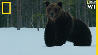 Les capacités d'adaptions des ours bruns