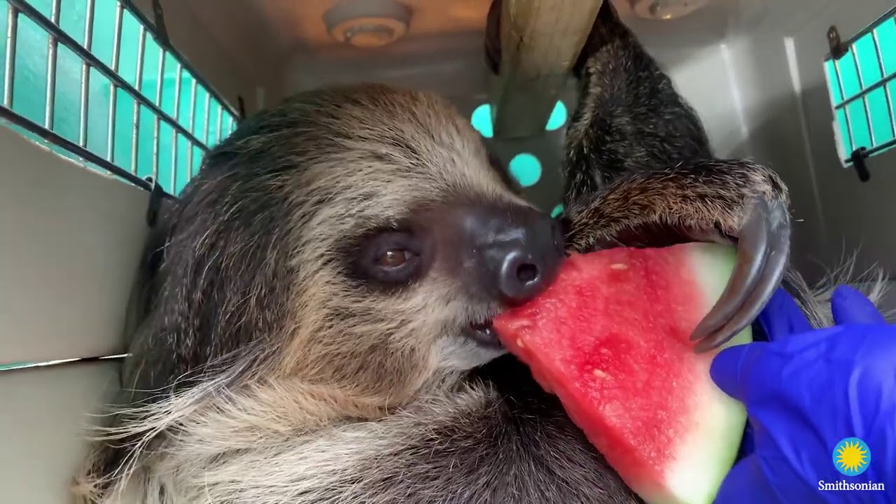 Best of #NatZooZen 2020