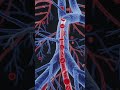 Amazing 3D Animation of Human Blood vessels #facts #3danimation #facts #rn#bloodvessels #shortsfeed