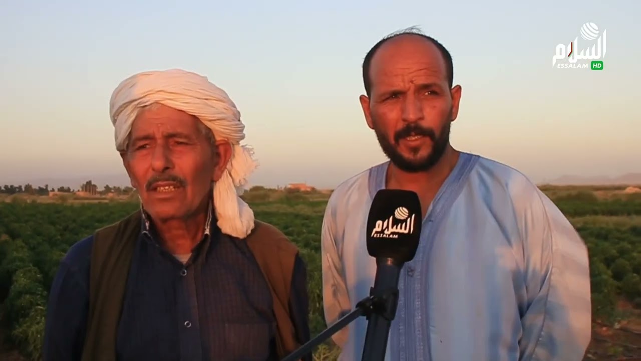 بريكة : إنتاج وفير من منتوج الفلفل ببلدية بيطام