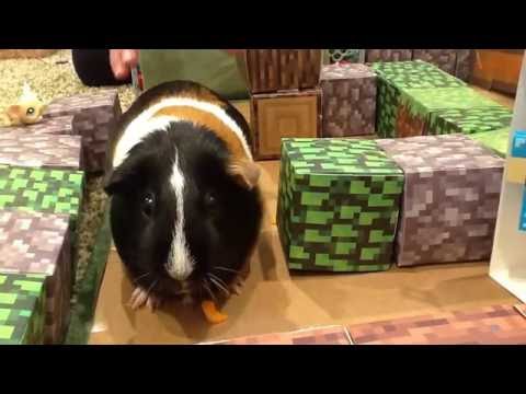 Guinea pigs on bikes  Doovi