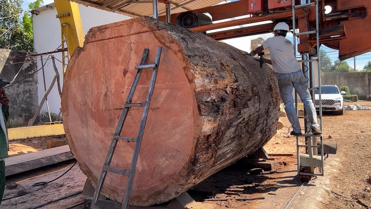 Amazing Dangerous Skills Giant Wood Cutting Fastest // How Will You Process This Giant Tree