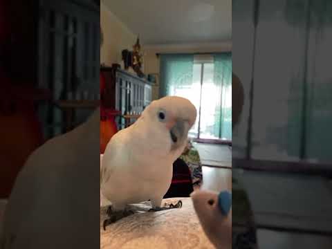 Parrot and Mouse - Cat and Mouse - Funny Bird Video - Goffin Cockatoo