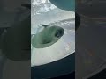 猫じゃらしとワモンアザラシのミゾレちゃん #seal #kaiyukan #ringedseal #海遊館 #arare #アラレ #ミゾレ #shorts