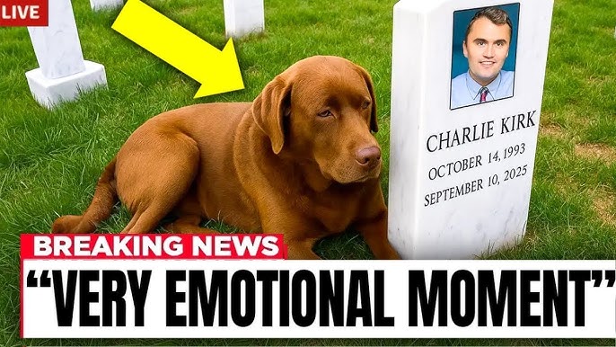 Charlie Kirk's Dog Cries At His Grave... Then Something Incredible Happens