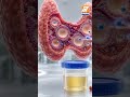 మూత్రాన్ని ఆపుకోవడం వలన జరిగే నష్టాలు ఇవే..!#UrinationFacts #UrinaryHealth #BladderHealth #shorts