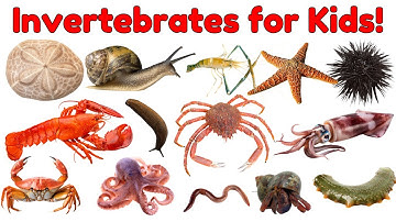 20 Cool Invertebrates Around the World | Kids Science Video | Animal Names and Sounds for Kids #kids