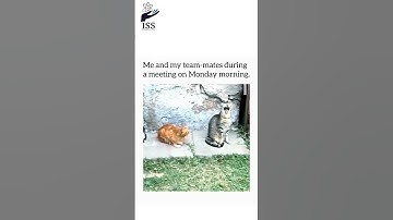 Tag your corporate friends.😂#memes #funny #officememes #shorts #viralvideo #office  #cats #catshorts