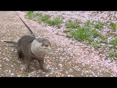 カワウソと二人っきりでお花見デートに行ってきた！ I went on a cherry blossom viewing date alone with an otter!
