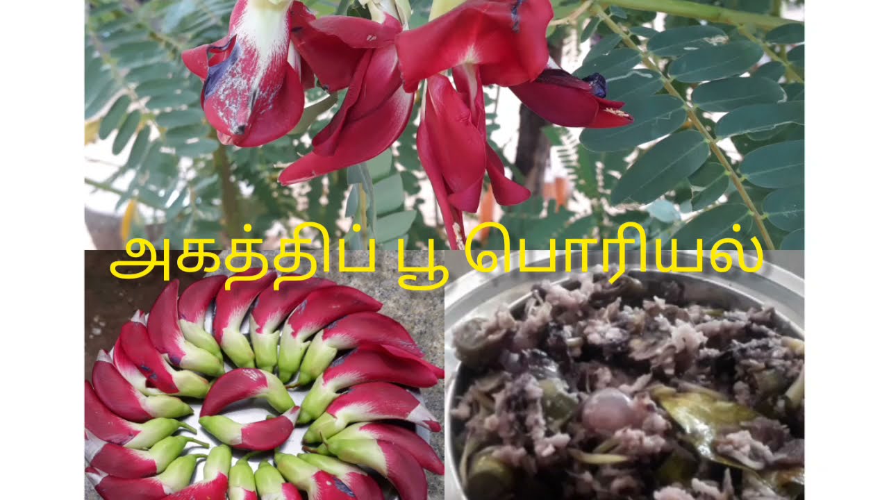 Hummingbird flower fry//🌿Agathippoo poriyal//🌷அகத்திப் பூ  பொரியல் 🌷🌿