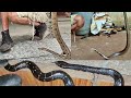 3 Most venomous snakes rescued in a day.. एकही दिनमें देशके प्रमुख 3 सबसे विषैले साँपोंका रेस्क्यू