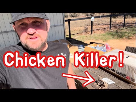 Thumbnail for How I Stopped The Chicken Killer! 