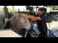 Shearing World Ram Shearing Service