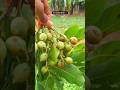 This Secret Forest Fruit Will Shock You 🍈🔥#shorts #viral #viralshorts #fruit #forestfruit #nature