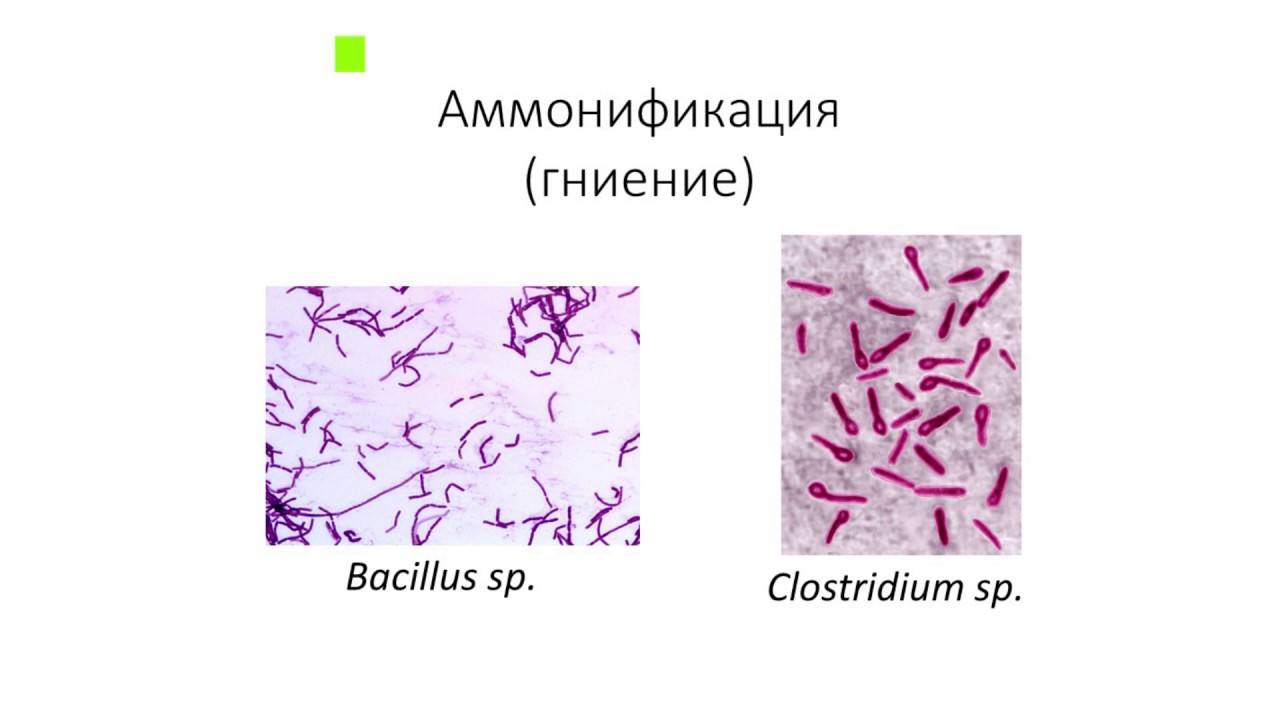 Аммонификация. Аммонификация микроорганизмы. Аммонификация микробиология. Аммонификация какие микроорганизмы. Аммонификация азота.