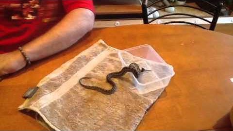 Murray Darling python feeding